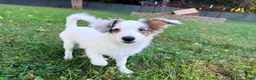Mixed Breed dogs for sale: PopTart - Ad 2