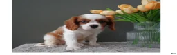 Cavalier King Charles Spaniel dogs for sale: Colby - Ad 7