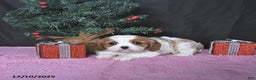 Cavalier King Charles Spaniel dogs for sale: Ellie CHAMPION BLOODLINES - Ad 2