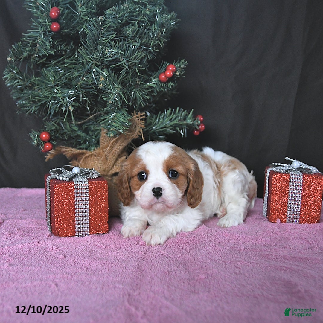 Cavalier King Charles Spaniel dogs for sale: Ellie CHAMPION BLOODLINES - Ad 2