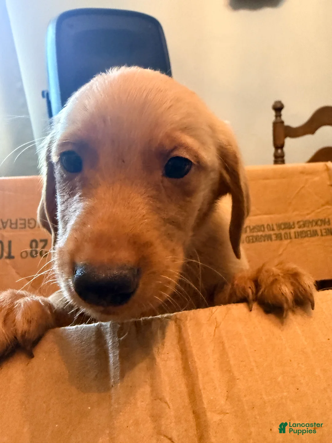 Mixed Breed dogs for sale: Mixed Breed 3 - Ad 2