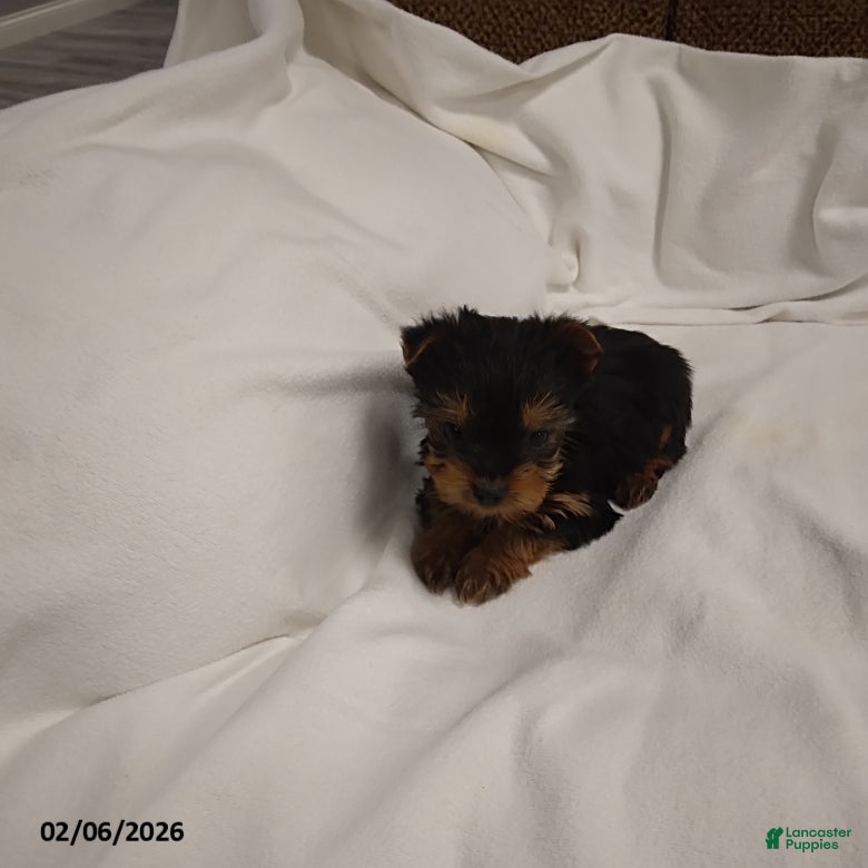 Yorkshire Terrier dogs Milo - Ad 2