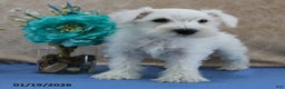 Miniature Schnauzer dogs for sale: Queenie - Ad 4