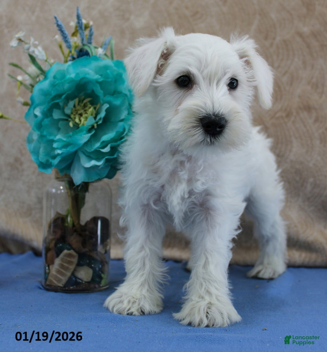 Miniature Schnauzer dogs for sale: Queenie - Ad 4