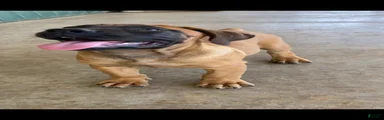 South African Boerboels 2