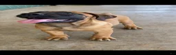 South African Boerboels dogs for sale: South African Boerboels 2 - Ad 1