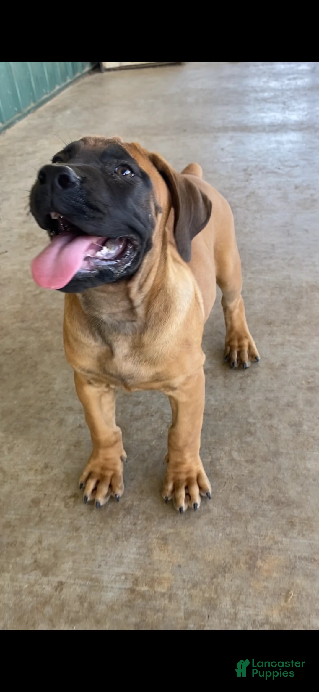 South African Boerboels dogs for sale: South African Boerboels 2 - Ad 1