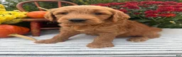 Goldendoodle dogs for sale: JENNY  - Ad 3