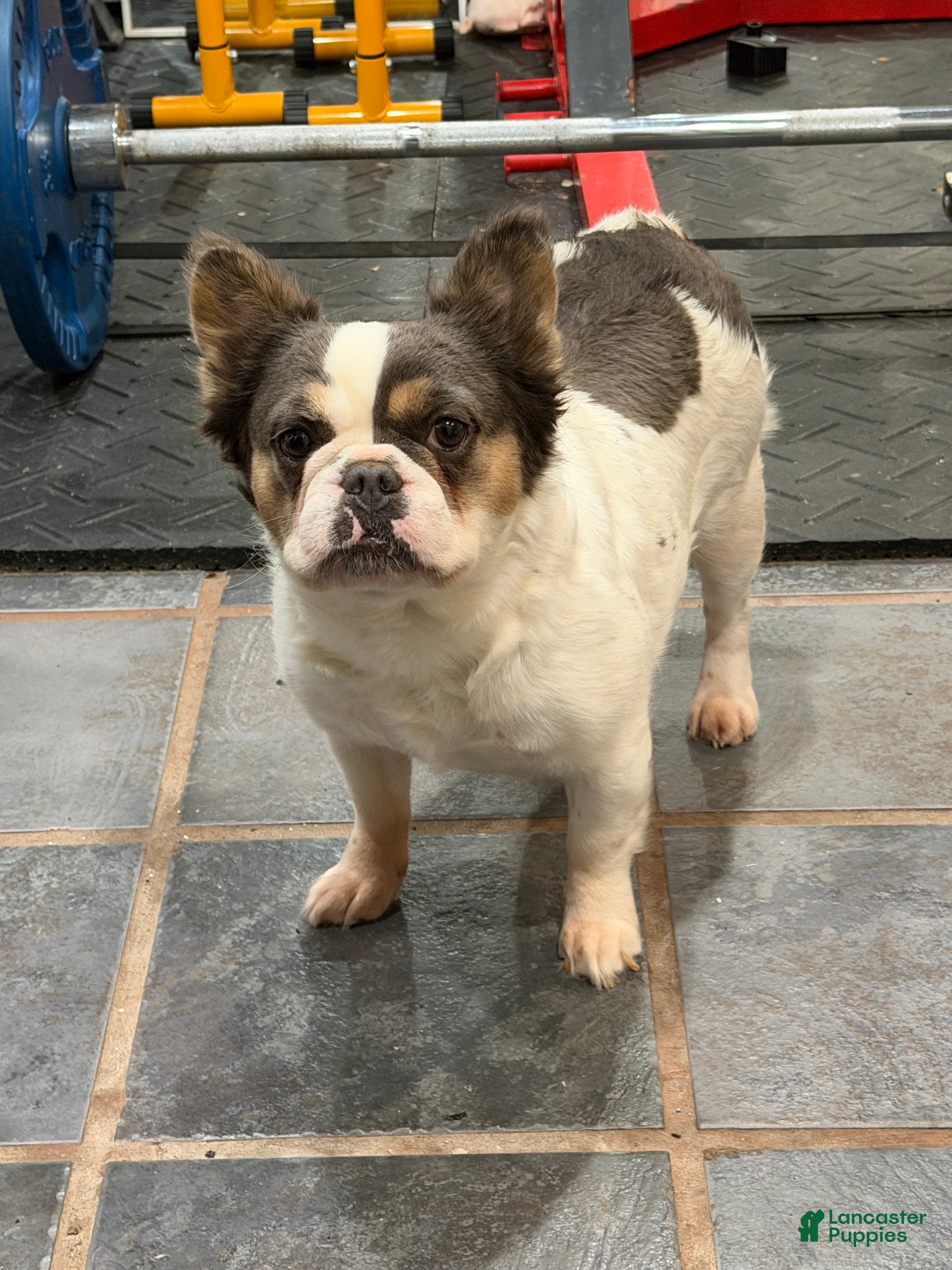 French Bulldog dogs for sale: French Bulldog 1 - Ad 1