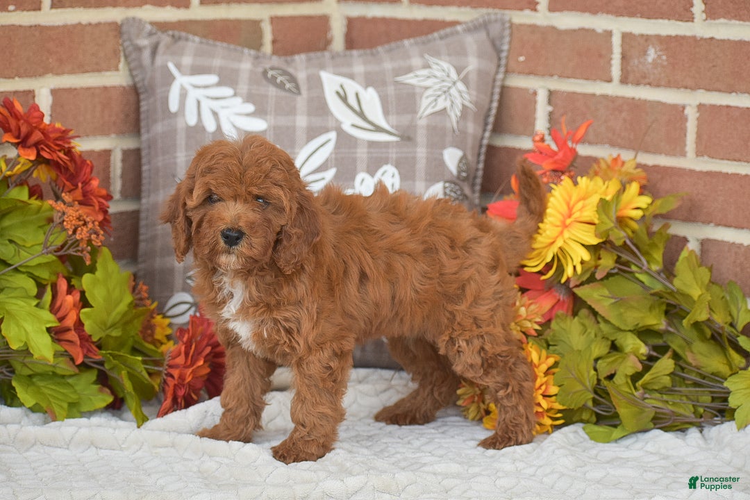 Toy Poodle dogs for sale: Taylor - Ad 6