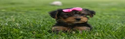 Yorkshire Terrier dogs for sale:  Betsy 🐶 - Ad 3