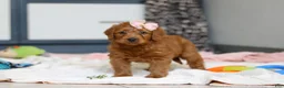 Labradoodle dogs for sale: Sandy - Ad 7