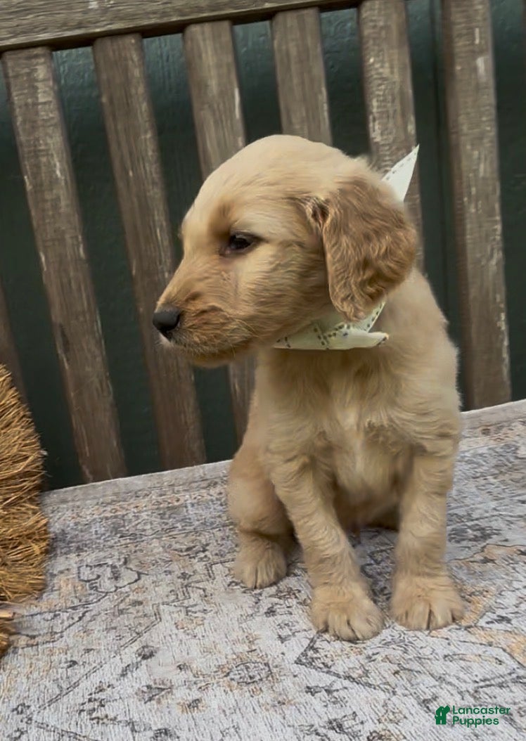 Goldendoodle dogs Atlas - Ad 2