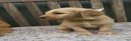 Goldendoodle dogs for sale: Atlas - Ad 2