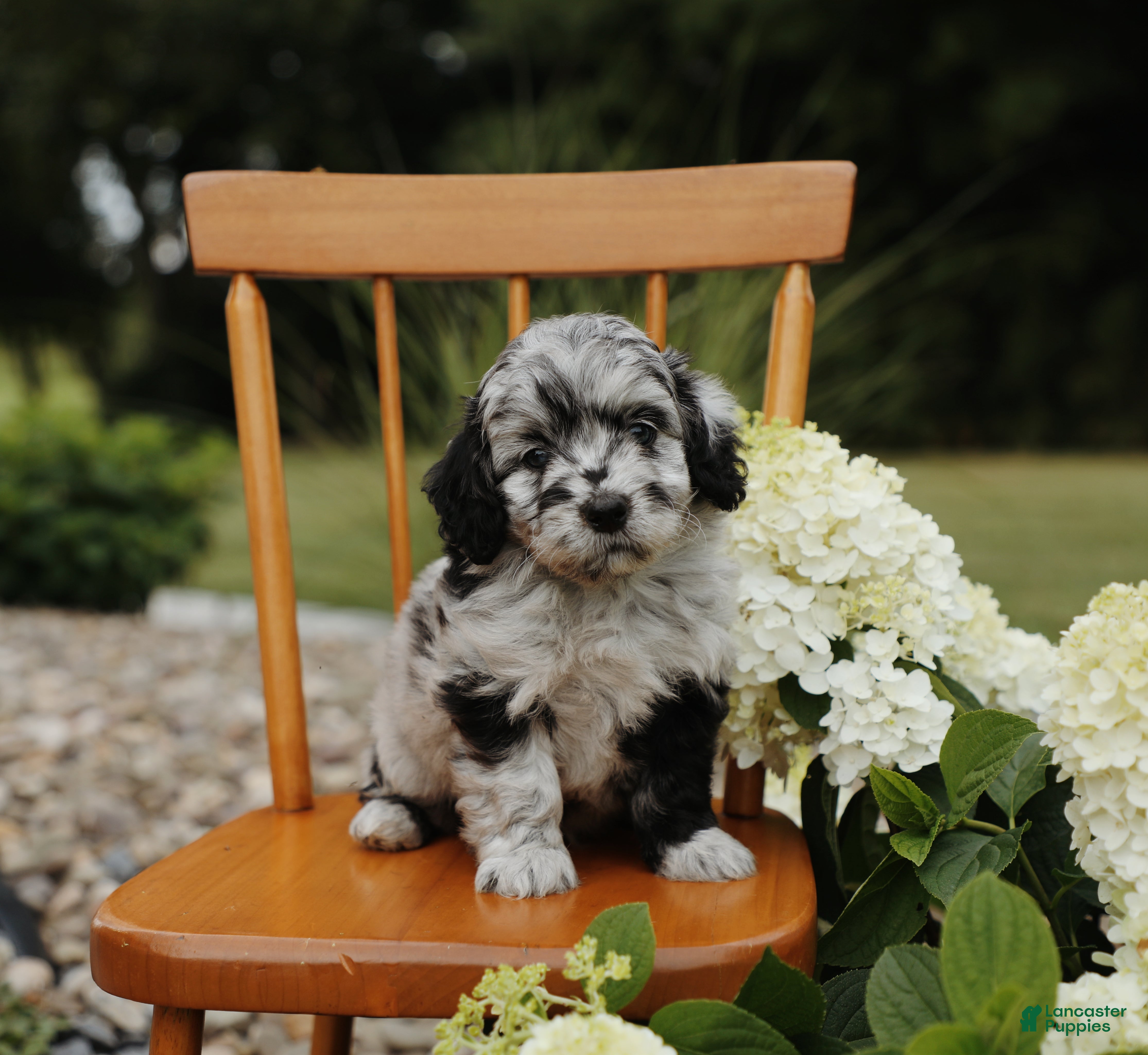 Mini Aussiedoodle dogs Blu - Ad 2