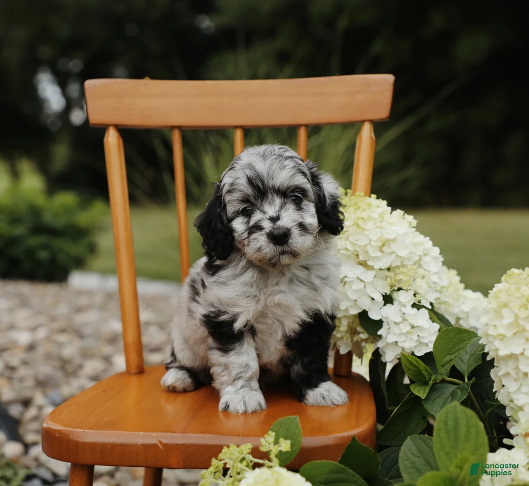 Mini Aussiedoodle dogs for sale: Blu - Ad 2