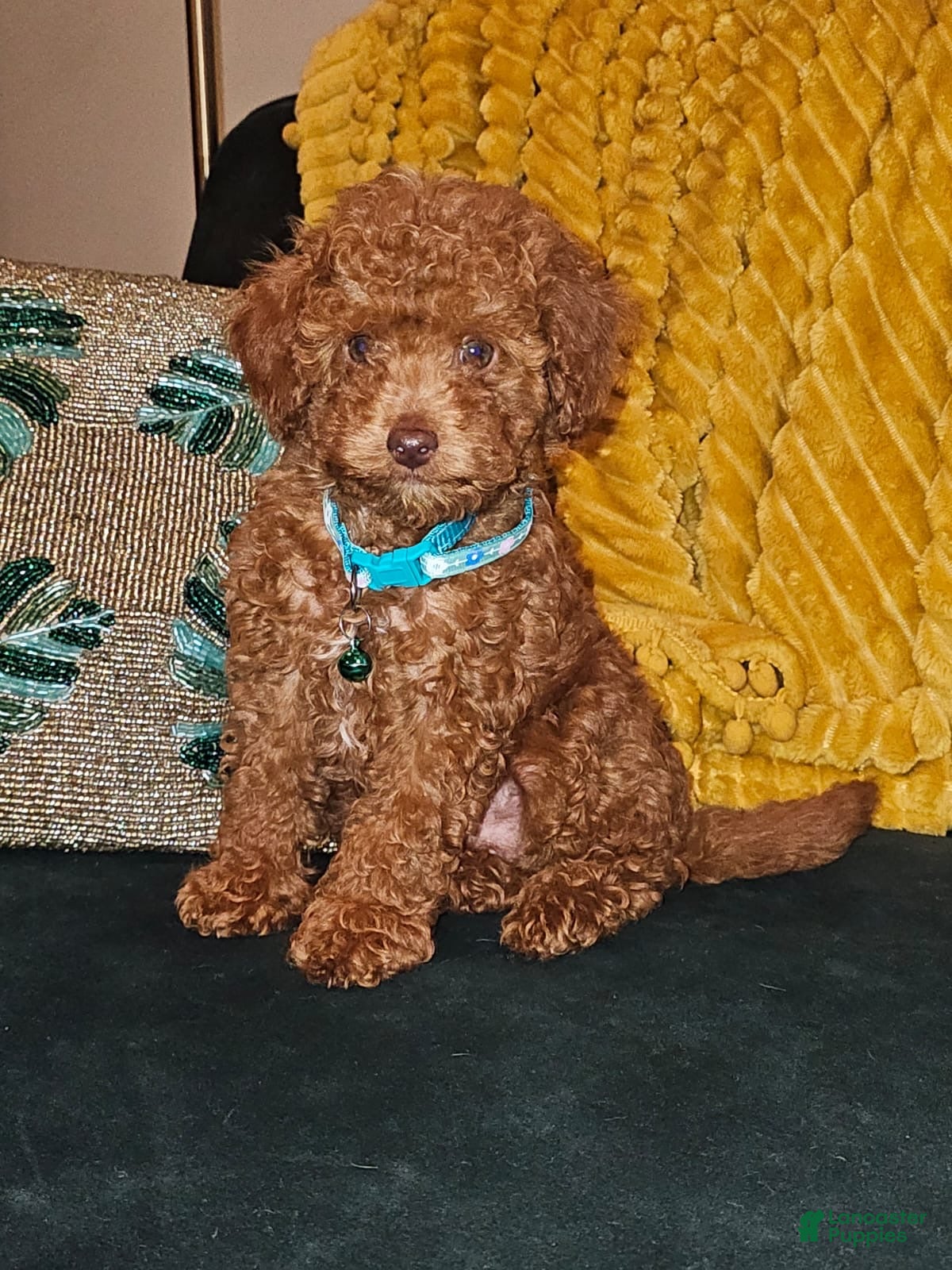 Toy Poodle dogs Cedar-Potty Trained 5lbs Full GROWN - Ad 20