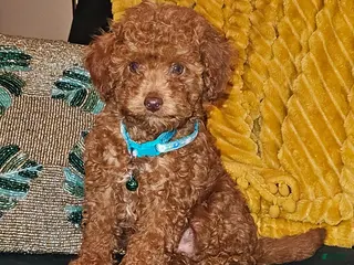 Toy Poodle dogs Cedar-Potty Trained 5lbs Full GROWN - Ad 20