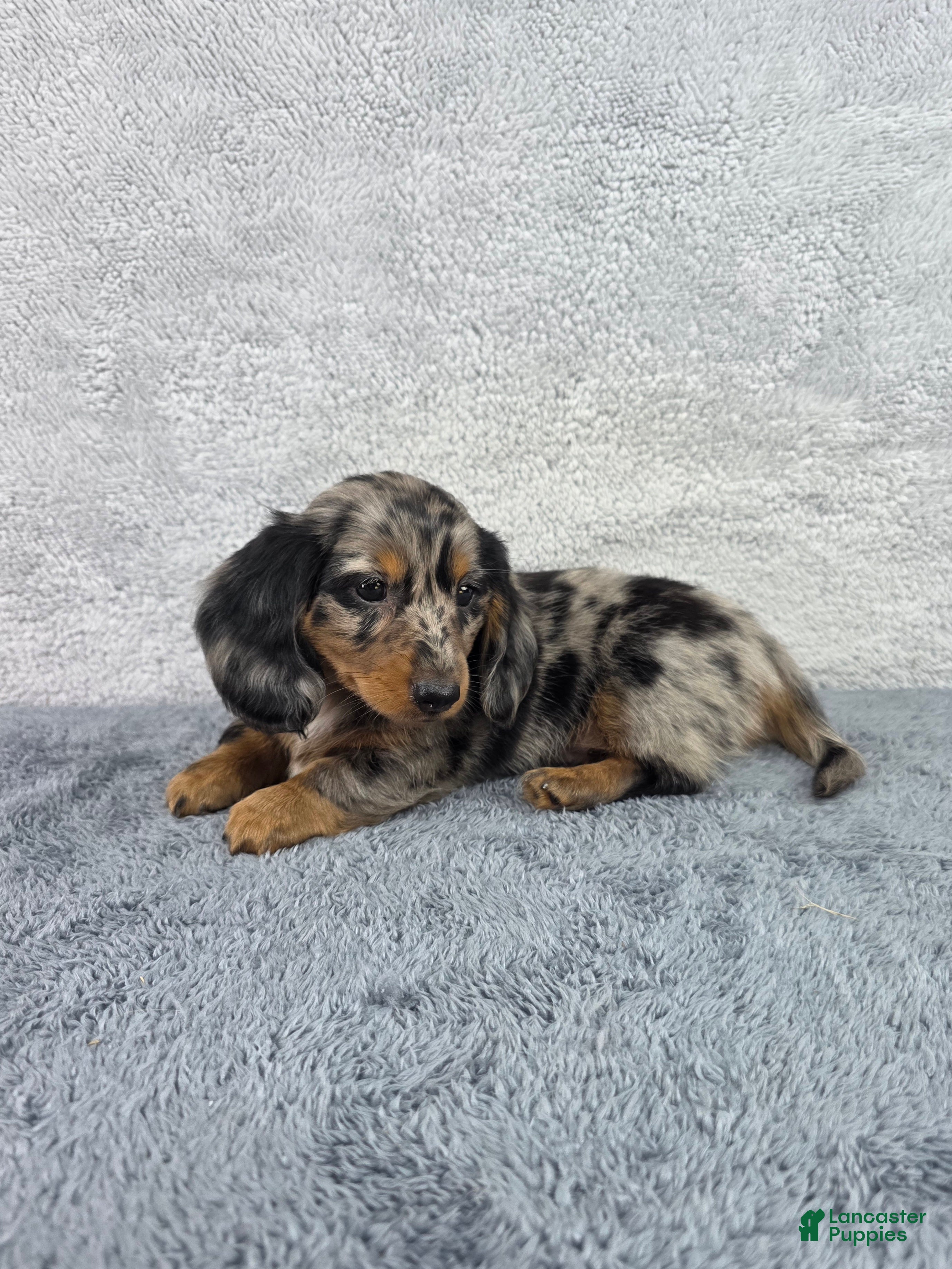 Miniature Dachshund dogs Pixie - Ad 2