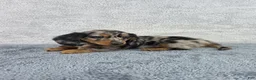 Miniature Dachshund dogs for sale: Pixie - Ad 2