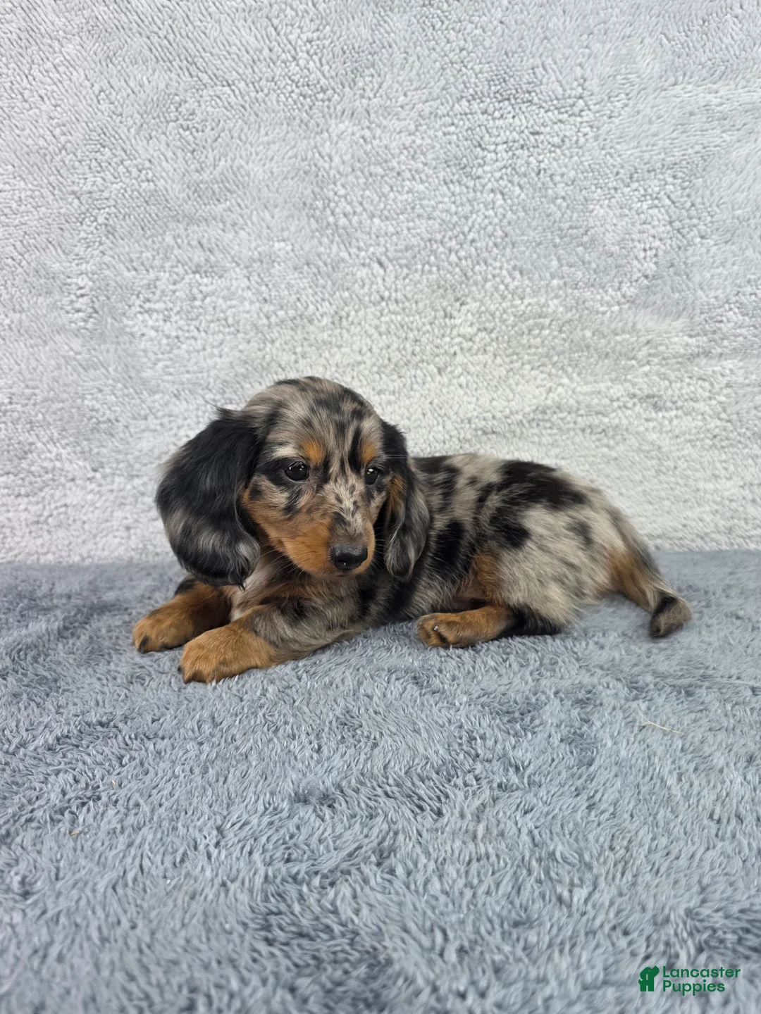 Miniature Dachshund dogs for sale: Pixie - Ad 2