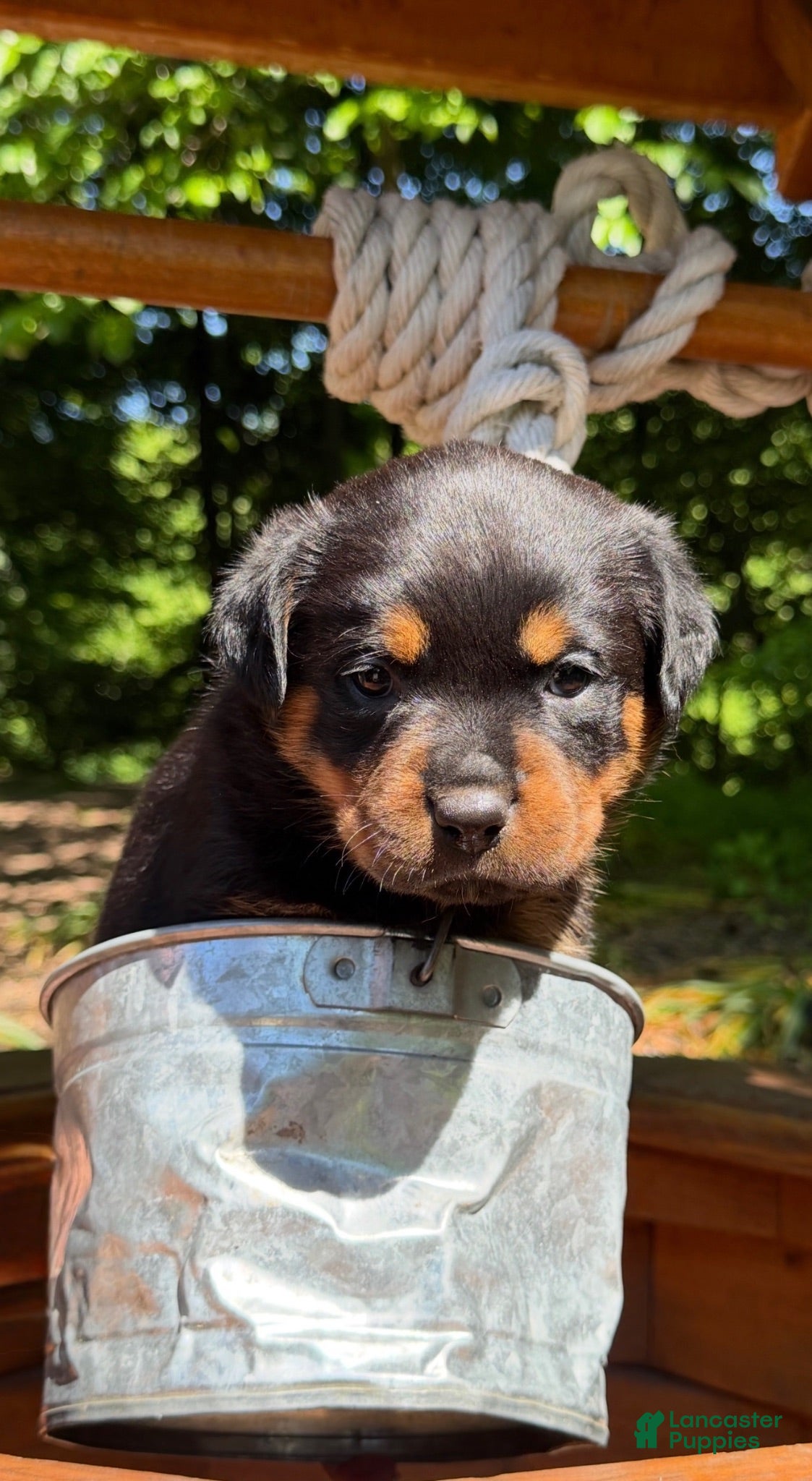 Rottweiler dogs Rottweiler 5 - Ad 3
