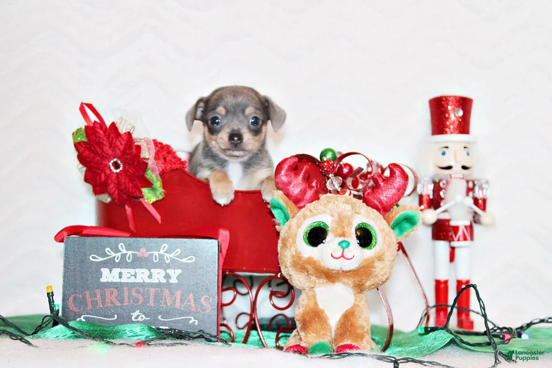 Chihuahua dogs for sale: Courage - Ad 3