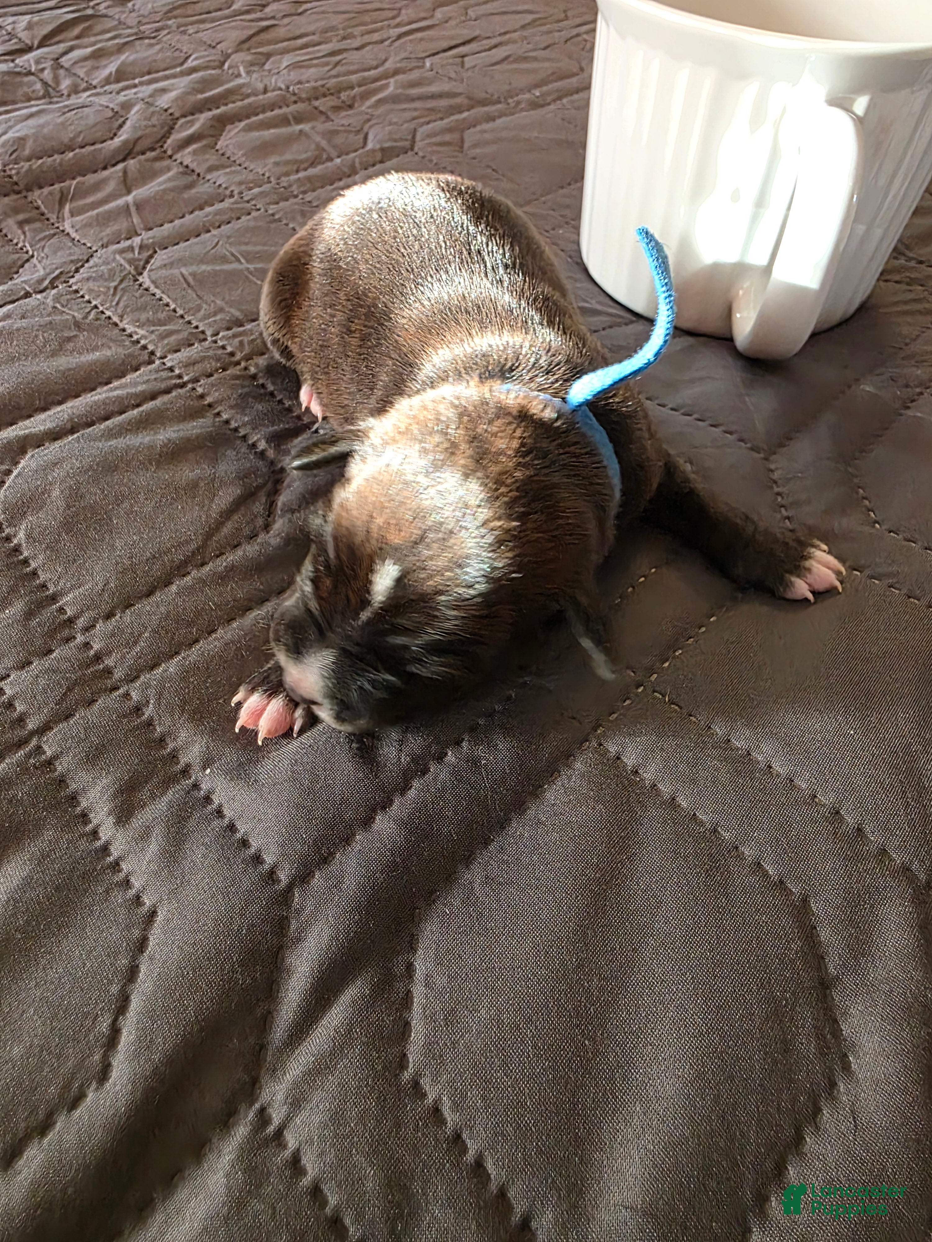 Miniature Pinscher dogs J-dark blue - Ad 1