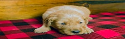 Golden Retriever dogs for sale: Teddy - Ad 1