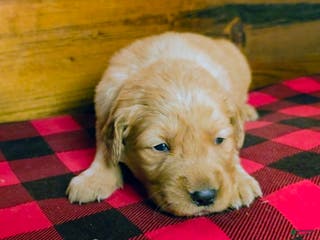 Golden Retriever dogs Teddy - Ad 40