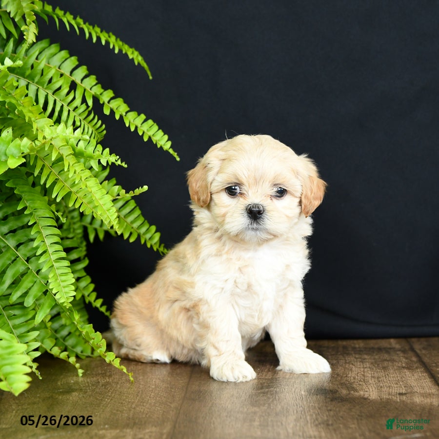 Mixed Breed dogs Lady - Ad 2