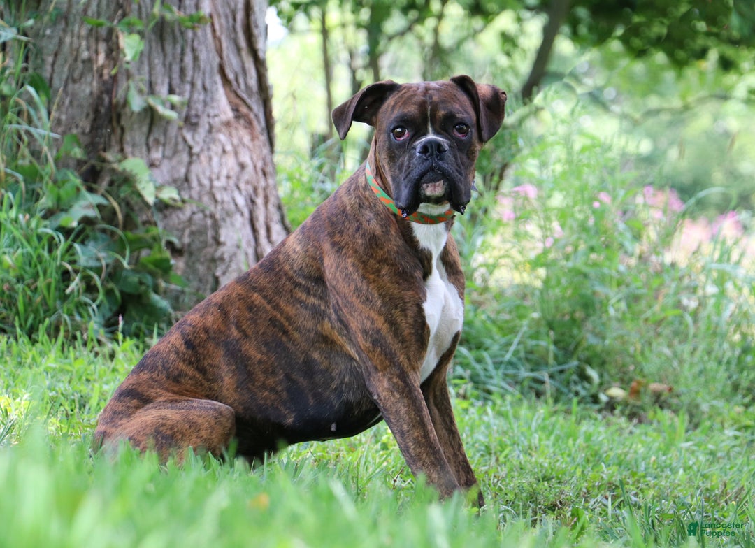 Boxer dogs for sale: Axel - Ad 11