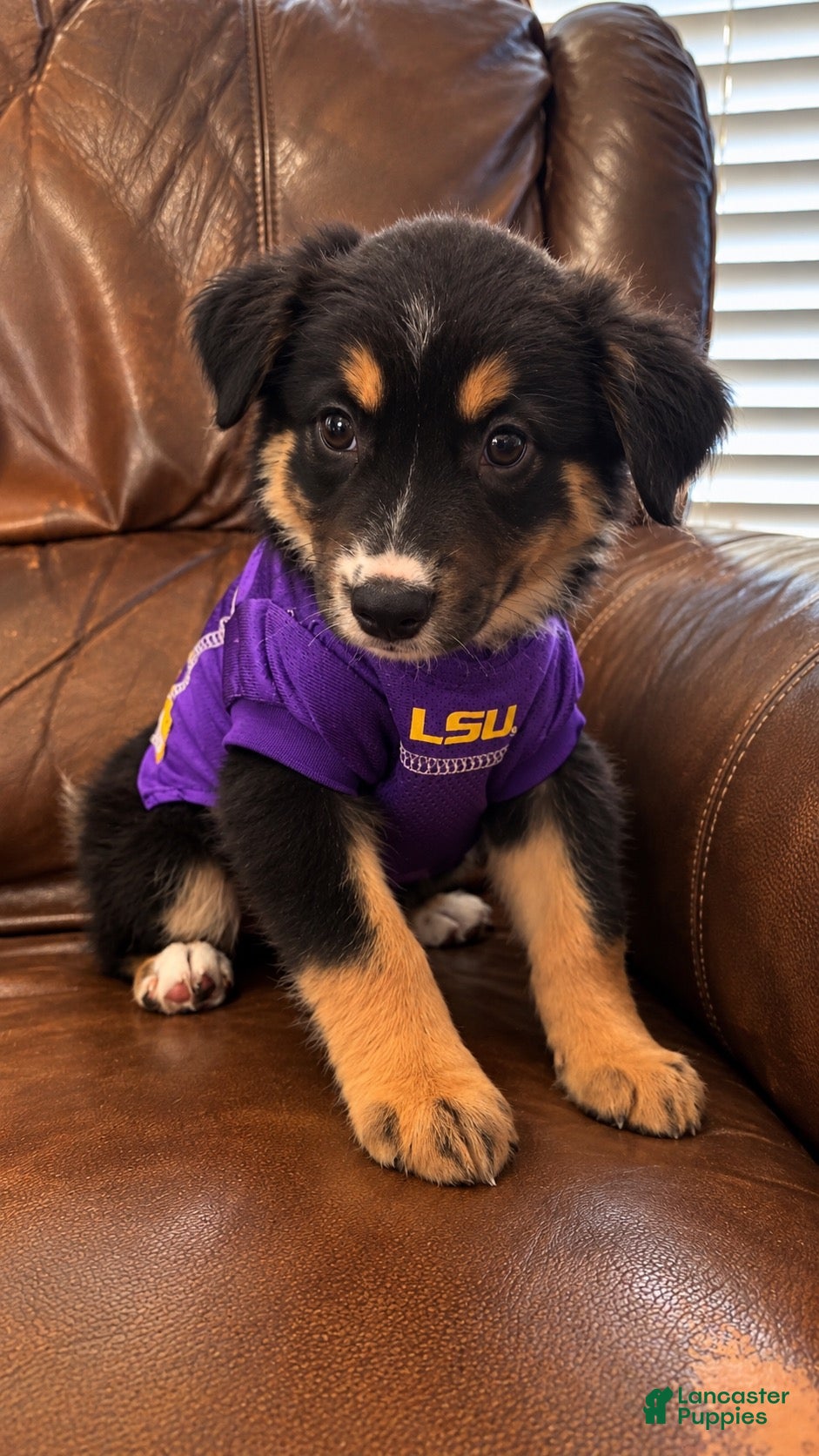 Australian Shepherd dogs Nova  - Ad 21