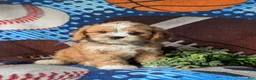 Cavapoo dogs for sale: Simpson - Ad 5