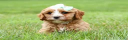Cavapoo dogs for sale: Violet 💗 - Ad 7