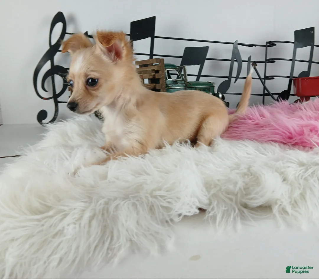 Chihuahua dogs for sale: Chihuahua Female Long Hair, Nationwide delivery  - Ad 1