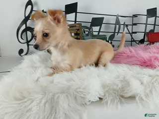 Chihuahua dogs Chihuahua Female Long Hair, Nationwide delivery - Ad 30