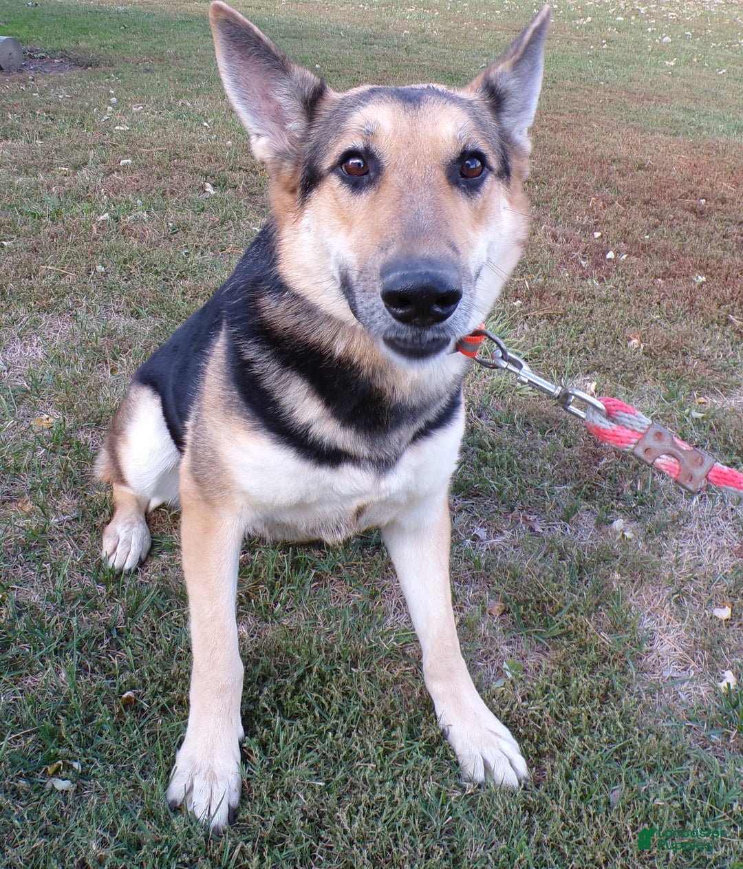 German Shepherd dogs for sale: German Shepherd Puppy 1 Smoke - Ad 9