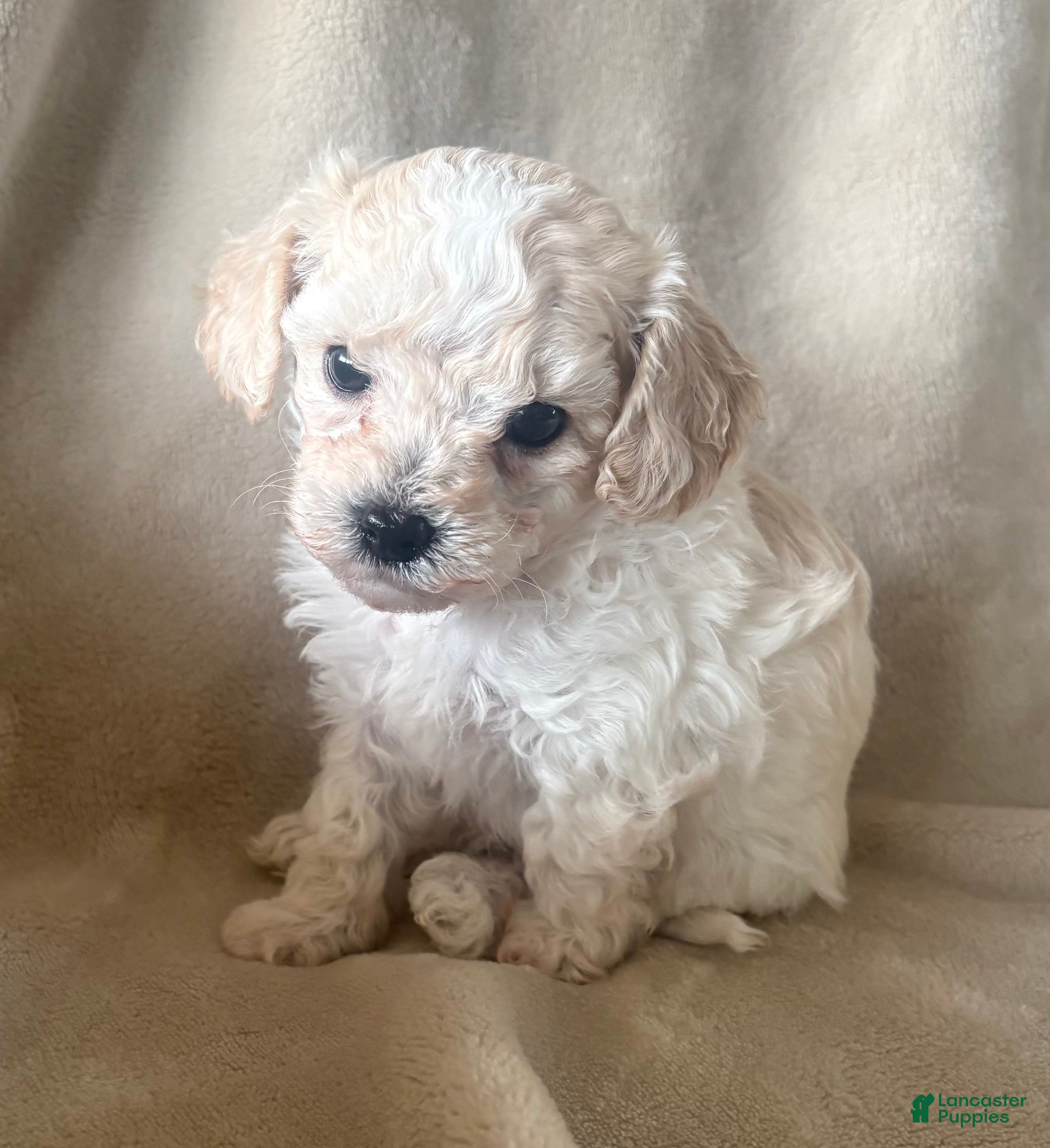 Maltipoo dogs Mochi - Ad 1