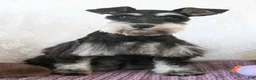 Miniature Schnauzer dogs for sale: Penelope - Ad 2
