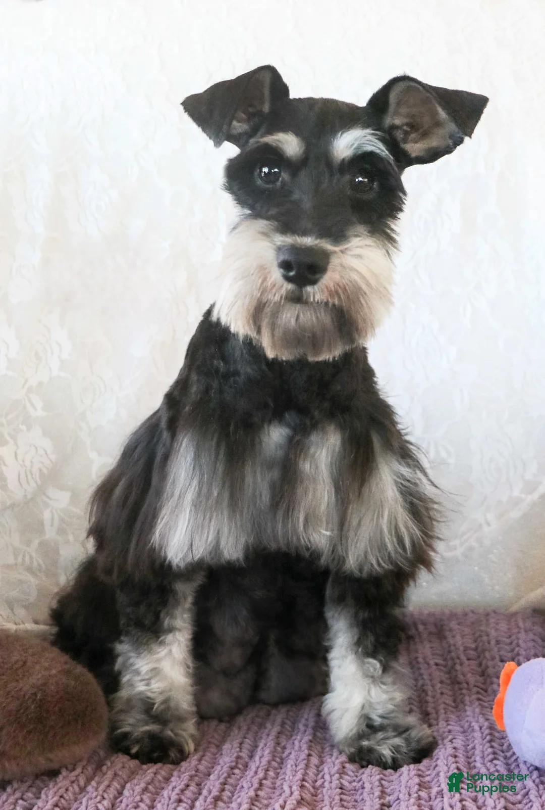 Miniature Schnauzer dogs for sale: Penelope - Ad 2
