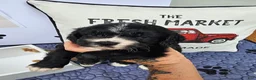 Mixed Breed dogs for sale: Boy 4 - Ad 1