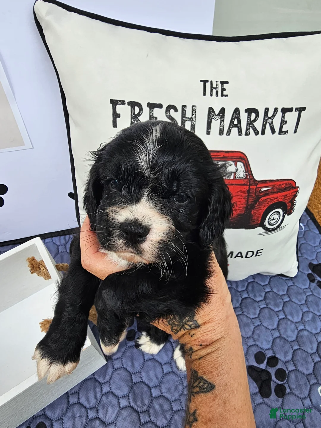 Mixed Breed dogs for sale: Boy 4 - Ad 1