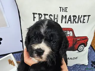 Mixed Breed dogs Boy 4 - Ad 16