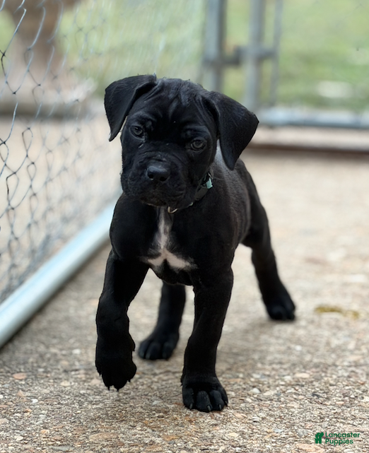 Cane Corso dogs for sale: Cane Corso (Sky) - Ad 2