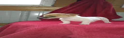 Jack Russell Terrier dogs for sale: Fido - Ad 4