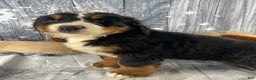 Bernese Mountain Dog dogs for sale: Thor - Ad 7