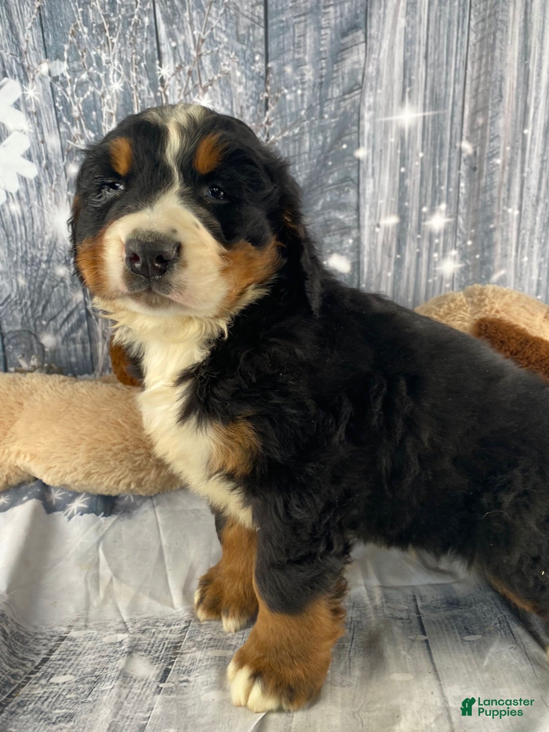 Bernese Mountain Dog dogs for sale: Thor - Ad 7