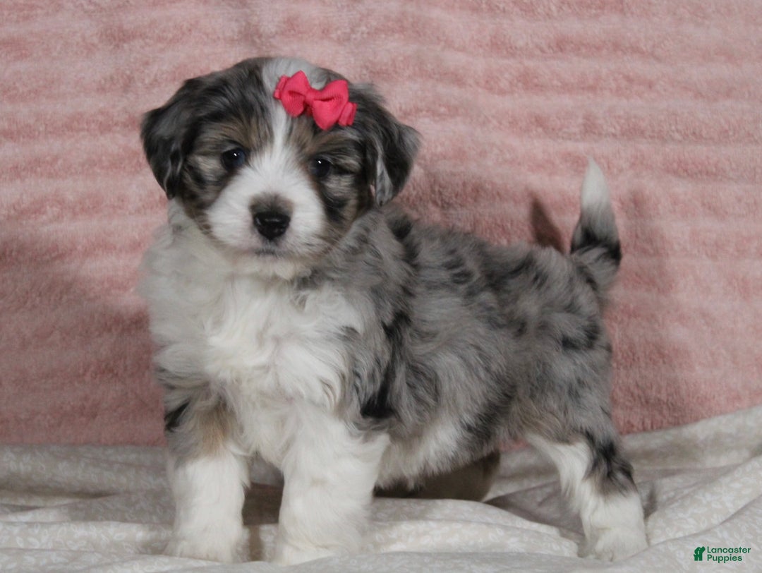 Mini Aussiedoodle dogs for sale: Darla - Ad 6