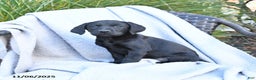 Labrador Retriever dogs for sale: Malaska  - Ad 1